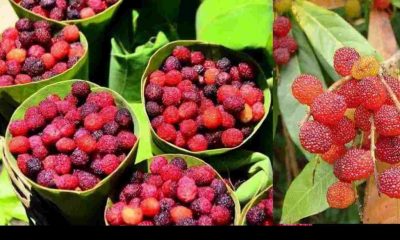 kafal fruit benefits Hindi