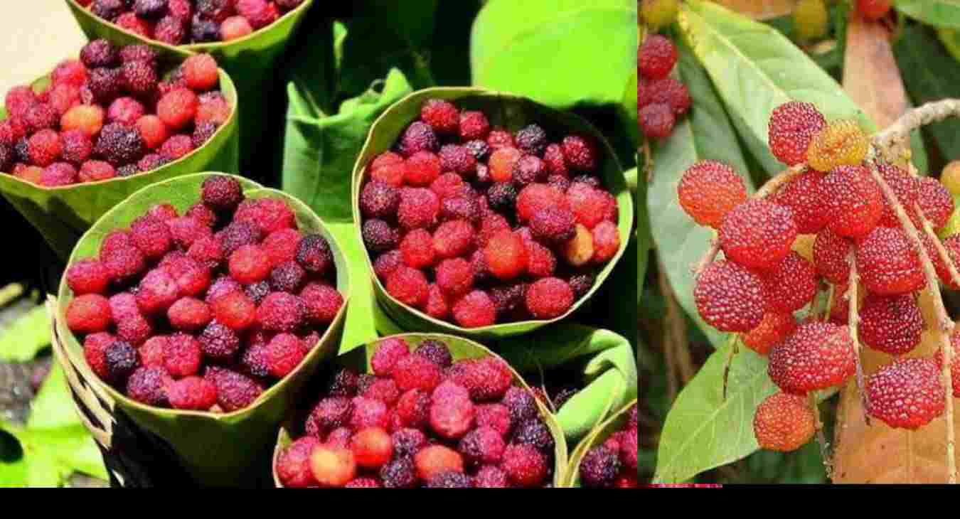kafal fruit benefits Hindi