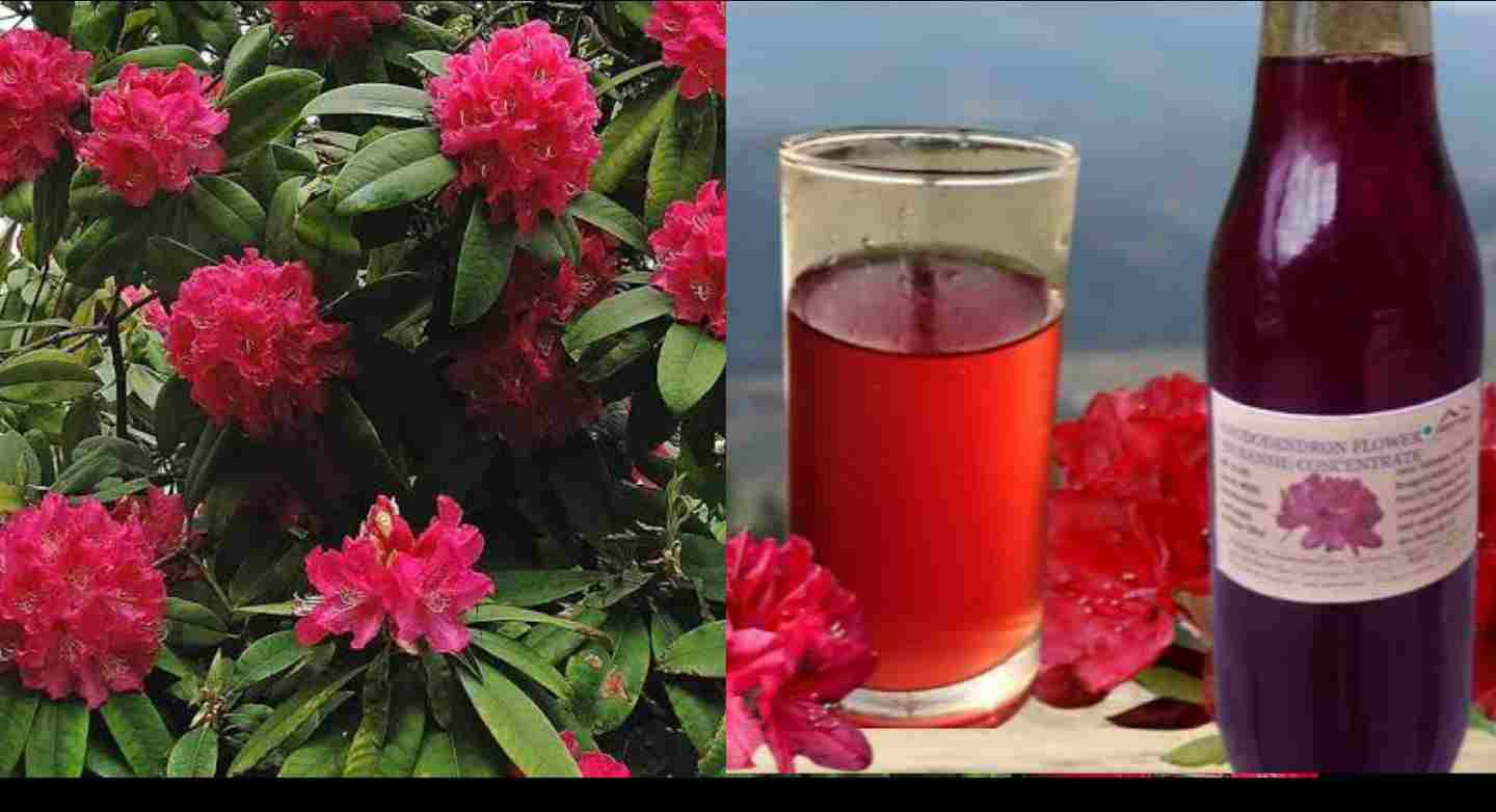 Buransh flower juice Benifits Hindi uttarakhand