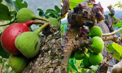 Timla Fruit Benifits Hindi uttarakhand