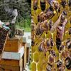 Uttarakhand beekeeping self-employment scheme