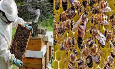 Uttarakhand beekeeping self-employment scheme