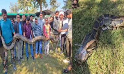 Ramnagar python rescue news