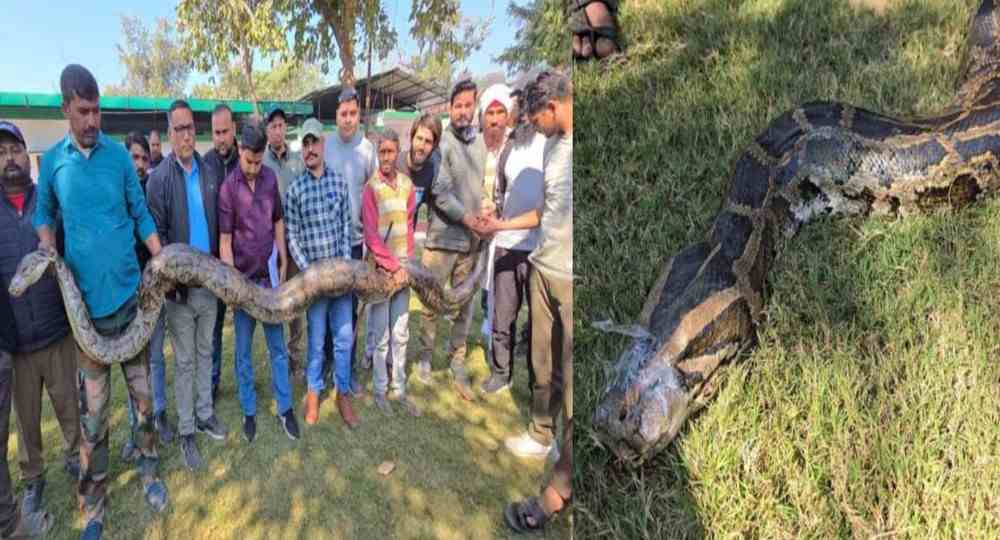 Ramnagar python rescue news